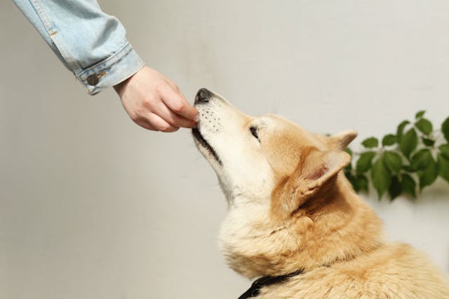 Houd je hond of kat fit met deze 3 tips